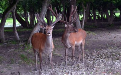 Wildlife Watching in Serbia: Fruška Gora Guide