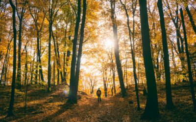 Hiking in Fruška Gora: A Practical Trail Guide